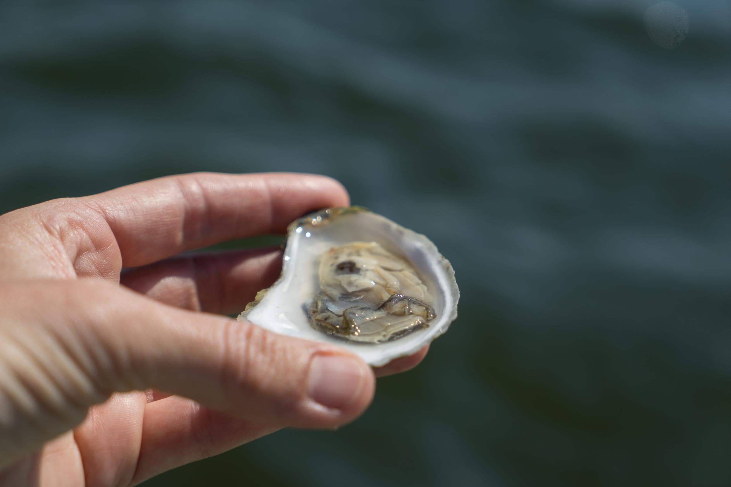 Eventide Oyster Co. offers 19 varieties