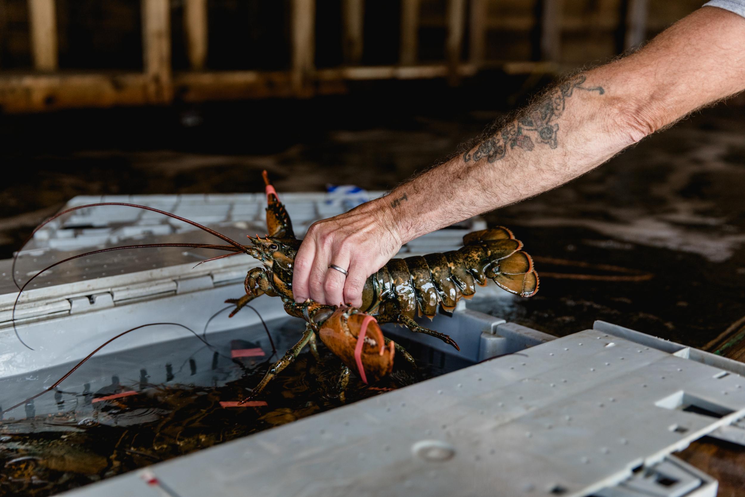 Lobster is so popular it even has its own festival