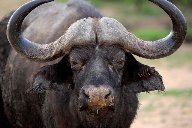 African buffalo can weigh up to 1,000 kg