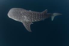 Tonne of endangered shark fins arrive in Hong Kong