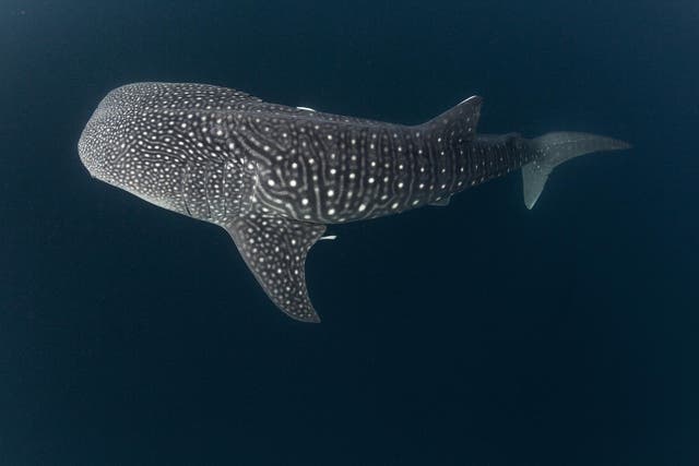 The endangered whale shark