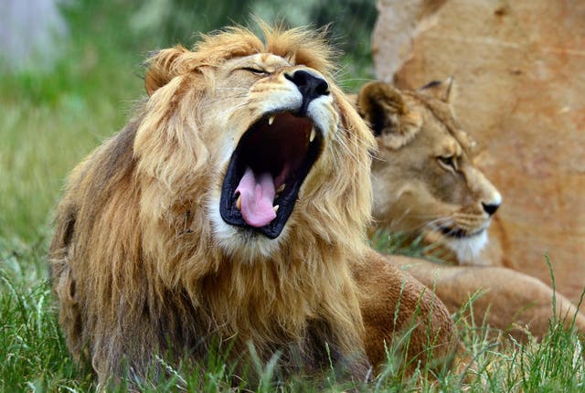 Two lions as well as tigers and a jaguar ran free from their zoo enclosures