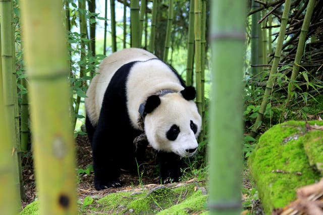 Zhen Zhen explored houses and a wood before being returned to a giant panda centre