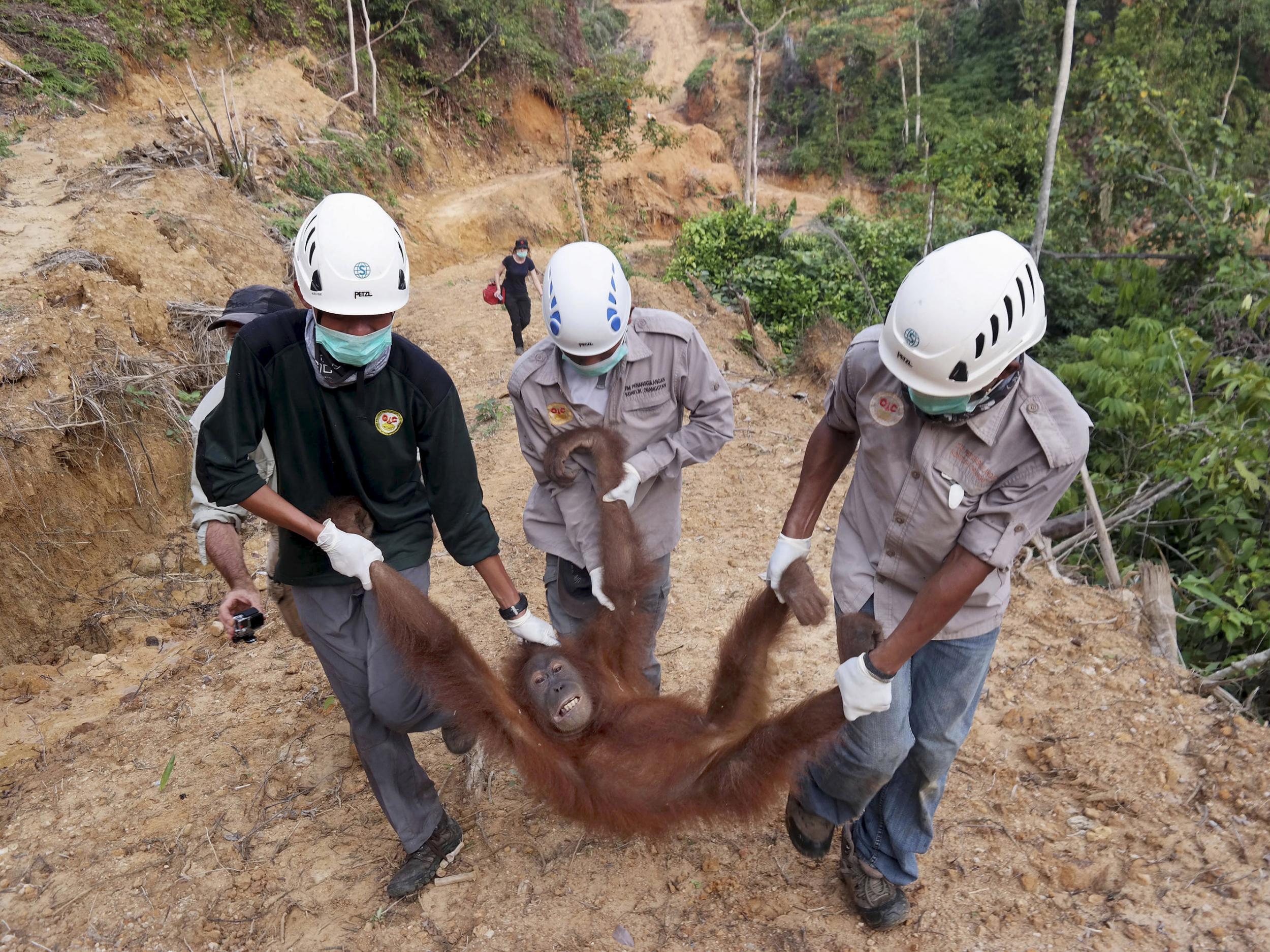 Conservationists rescue a female orangutan found isolated in a palm-oil plantation in North Sumatra, Indonesia