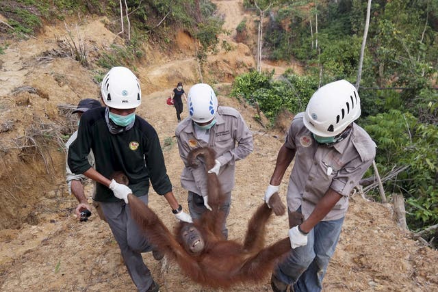 Conservationists rescue a female orangutan found isolated in a palm-oil plantation in North Sumatra, Indonesia
