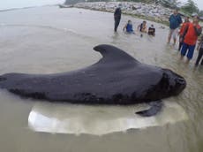 Whale dies after swallowing 80 plastic bags