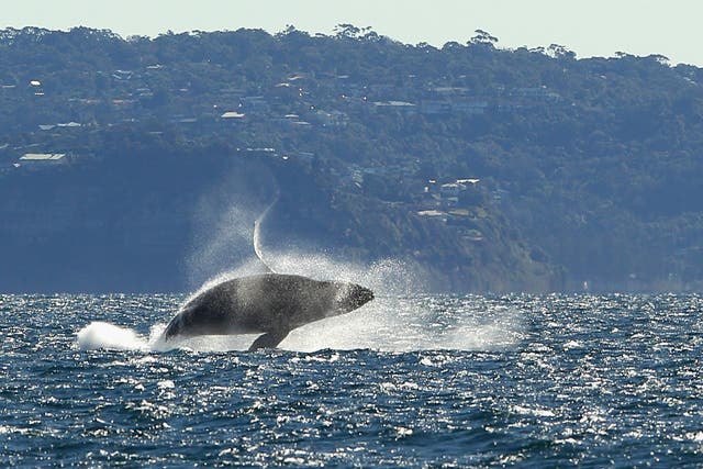 A humpback whale off the Sydney coast