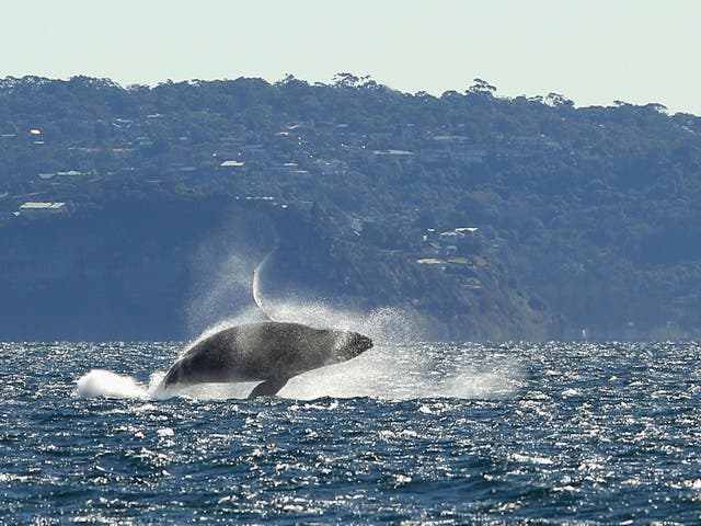 A humpback whale off the Sydney coast