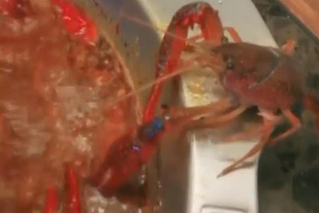 The crayfish escaped the dish of boiling soup by using one claw to rip off the other