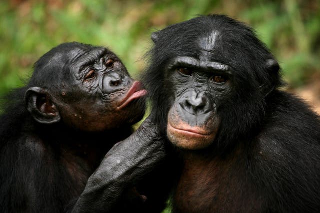 The missing species was discovered in the DNA of modern-day bonobos