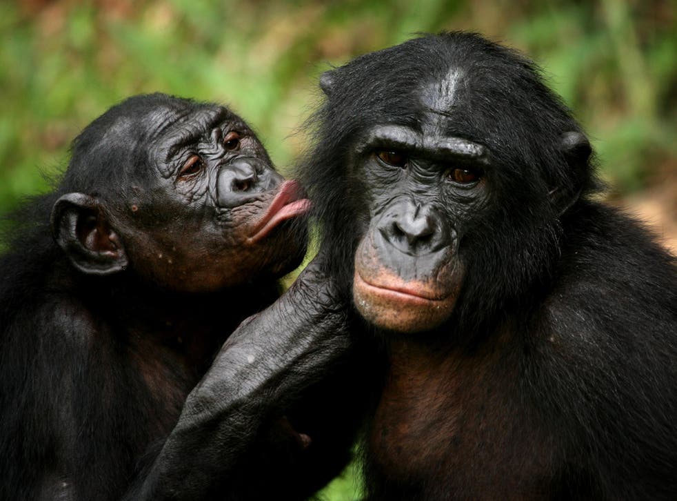 The missing species was discovered in the DNA of modern-day bonobos