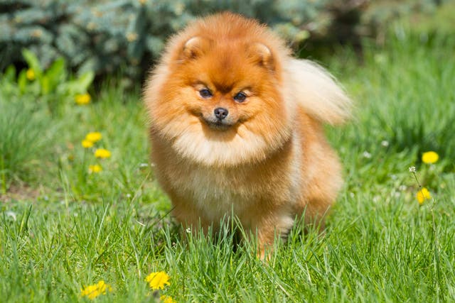 Stock image of a Pomeranian dog