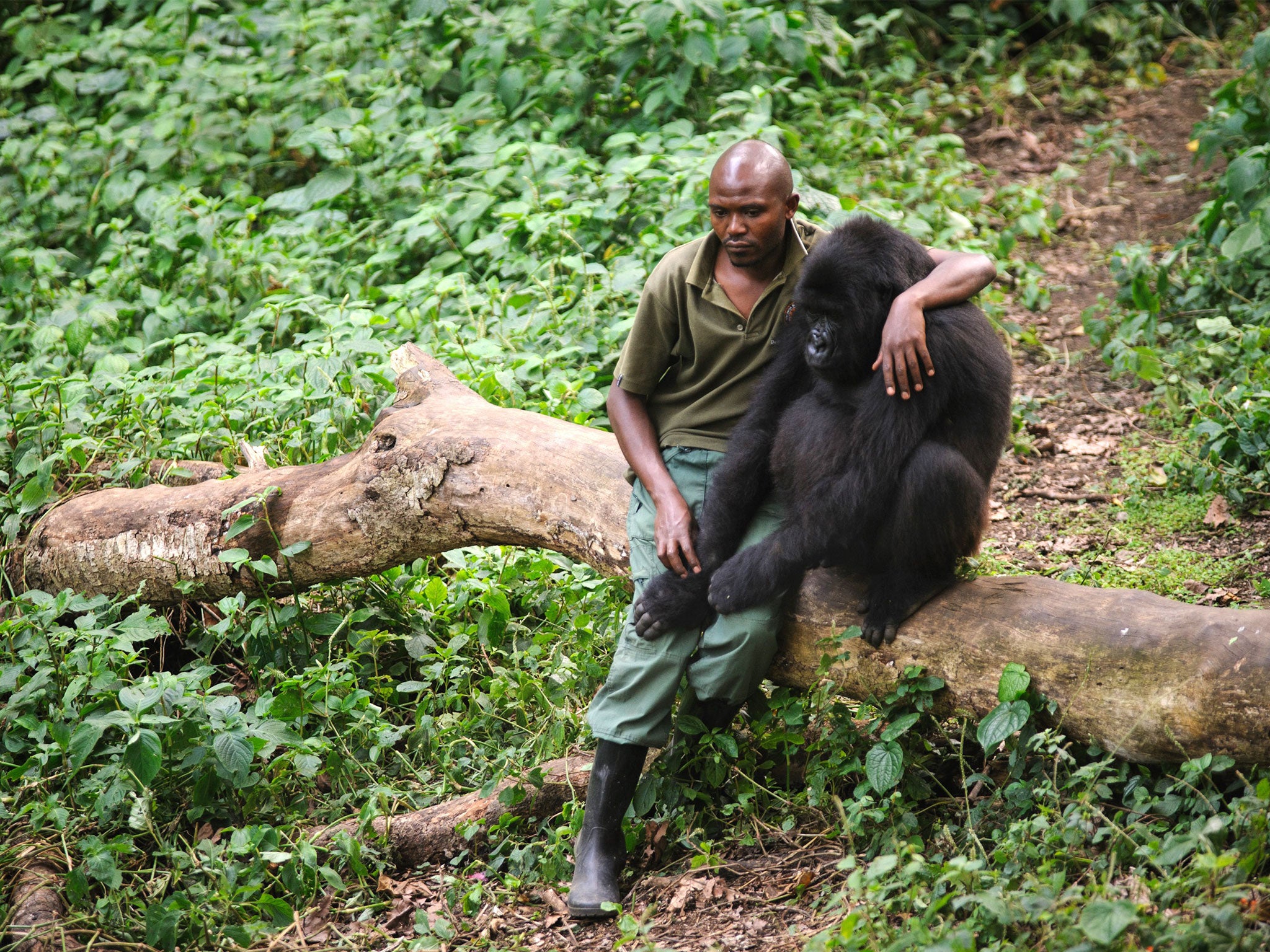 Virunga is now home to more than half of the world's endangered mountain gorillas