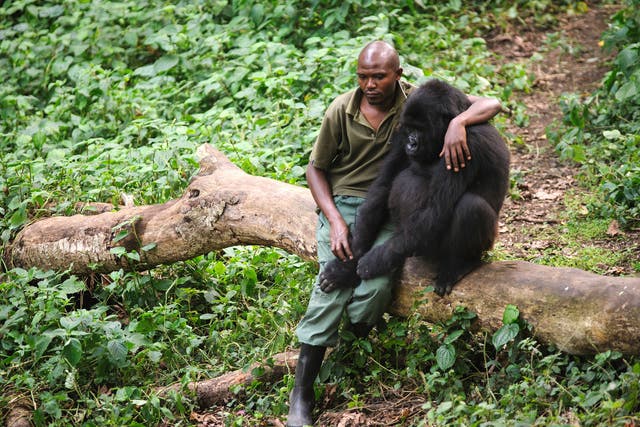 Virunga is now home to more than half of the world's endangered mountain gorillas