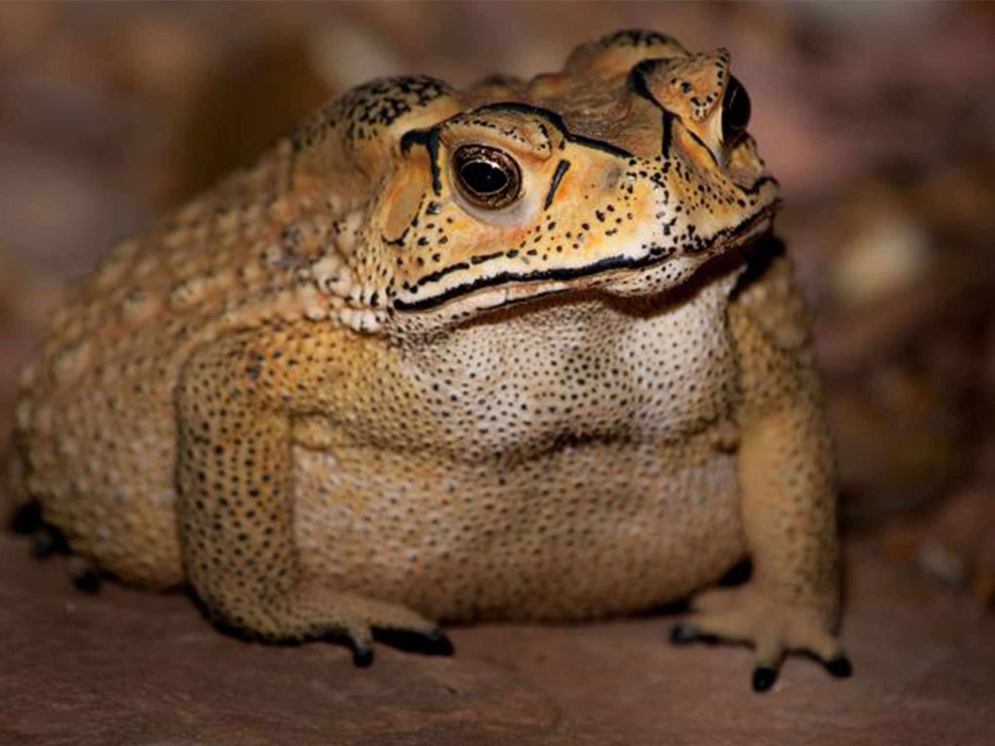The Asian common toad is toxic to all native predators on Madagascar