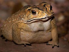 Deadly toxic toad invasion putting Madagascar wildlife at risk