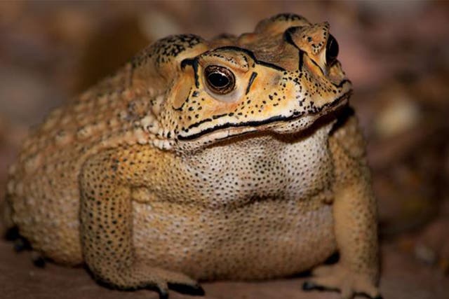 The Asian common toad is toxic to all native predators on Madagascar