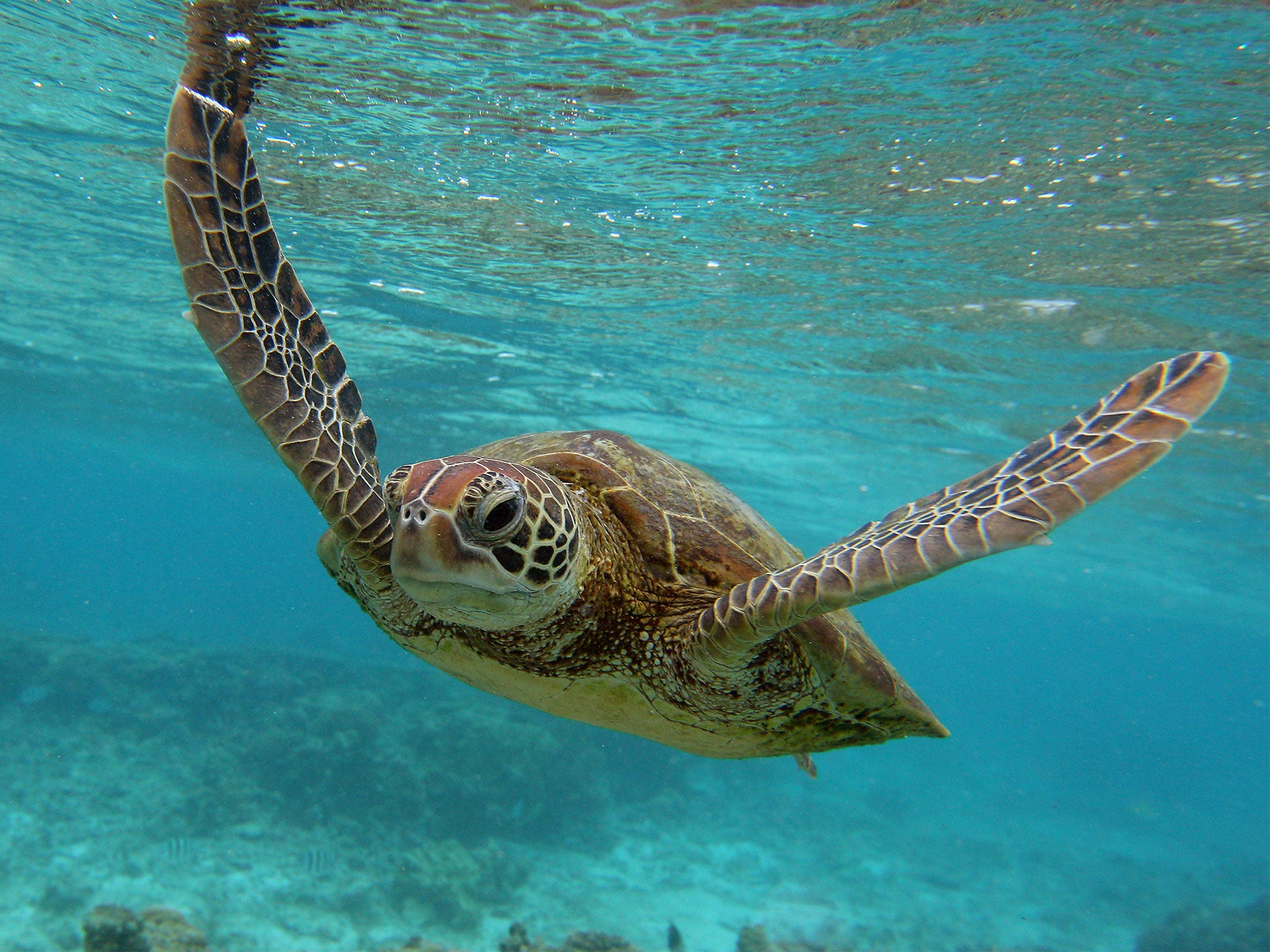 The endangered hawksbill turtle lives in the area covered by the study