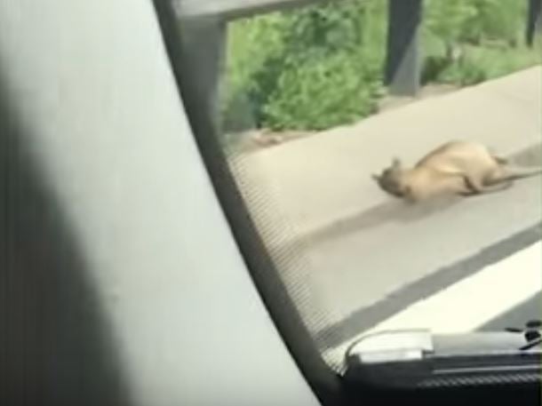 Car passenger on M5 captures footage of apparent dead wallaby near Worcester