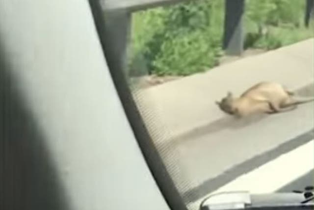 Car passenger on M5 captures footage of apparent dead wallaby near Worcester