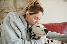 Rise of dog flu strains could increase risk of next pandemic
