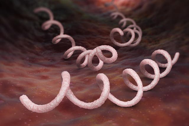 Officials have also blamed dating apps and drug resistance for the increase syphilis, caused by the spirochete bacterium 