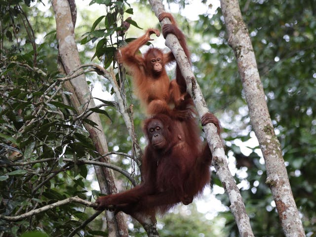 Bornean orangutan numbers have fallen dramatically in recent years, in part due to habitat loss