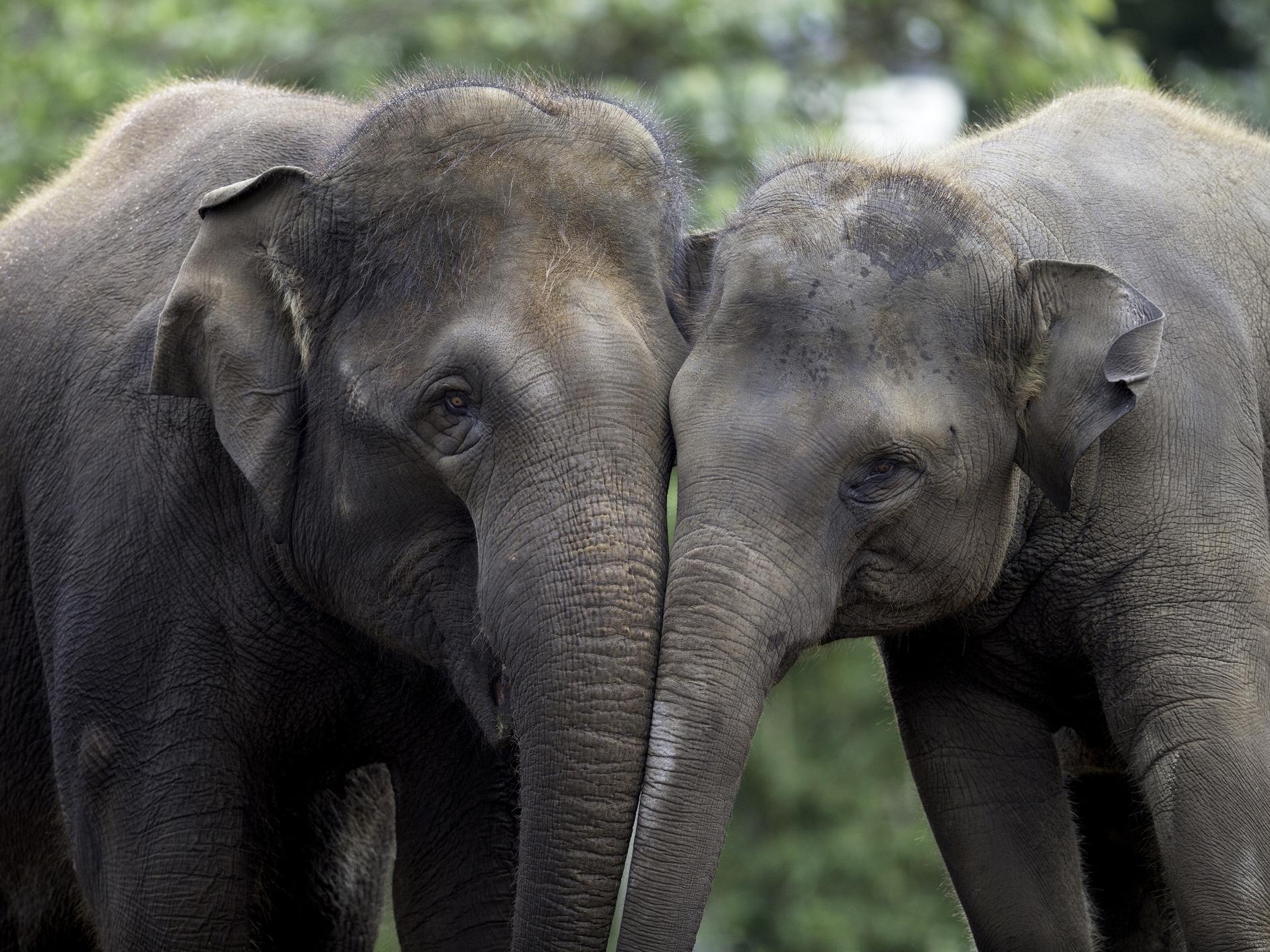 Elephants have conversations using low rumbling noises