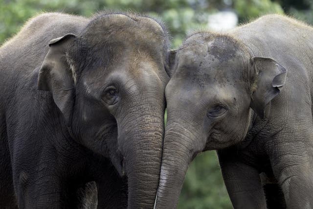 Elephants have conversations using low rumbling noises