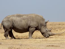 Should scientists bring back the near-extinct northern white rhino?