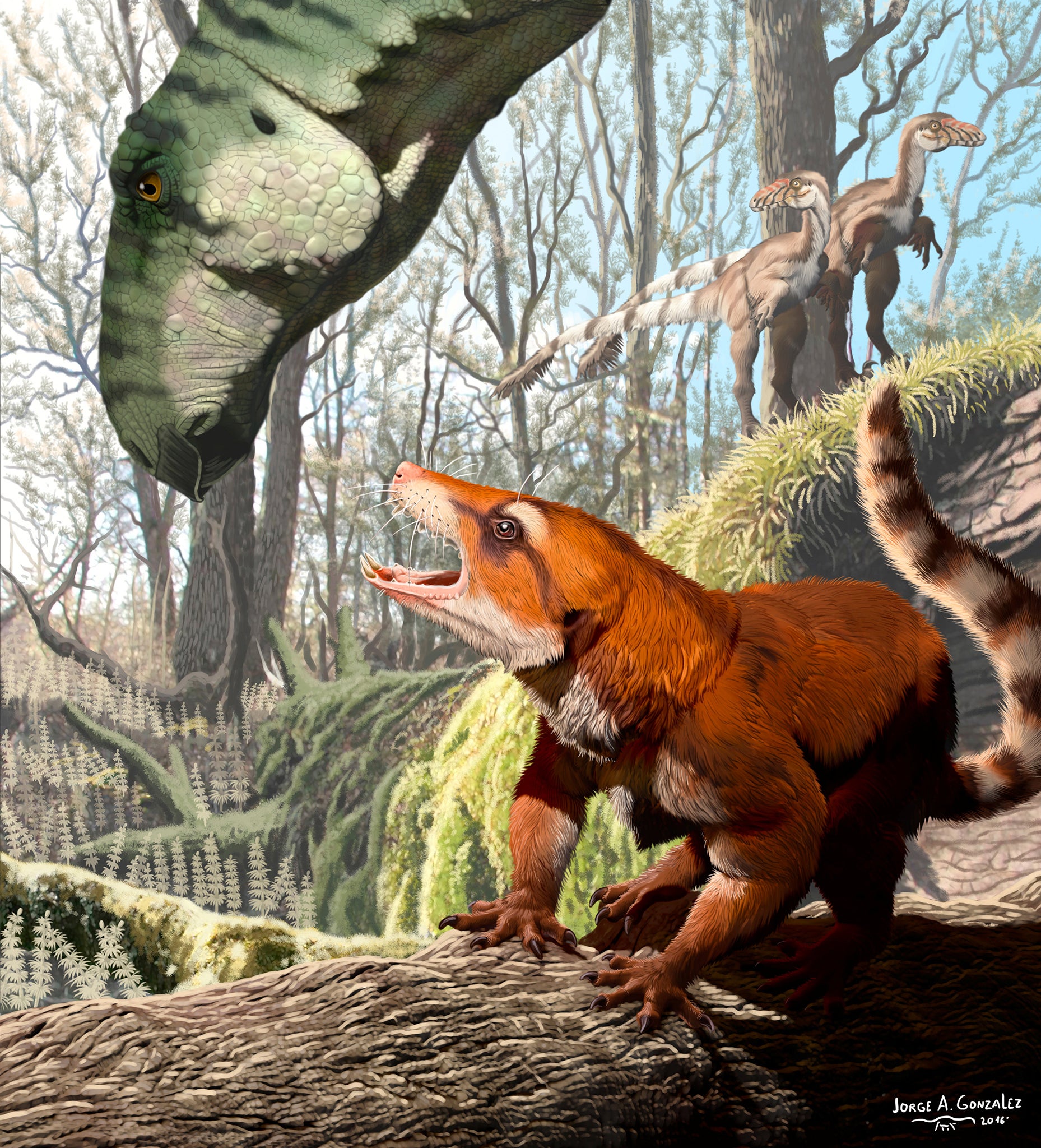 
The newly identified Cifelliodon wahkarmoosuch bridged the gap between mammal and reptile (Reuters) 