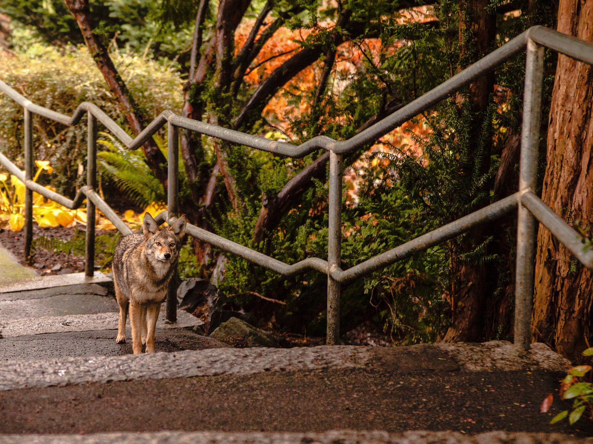 
The North American canines are wily wanderers, moving from New York City to Florida Keys and beyond (Getty) 