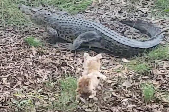 Pippa the terrier chasing Casey the crocodile