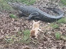 Dog famous for chasing and biting crocodile is eaten by crocodile