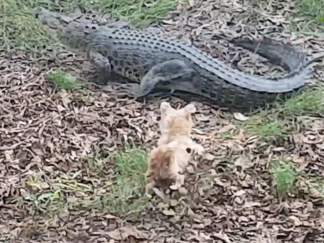 Pippa the terrier chasing Casey the crocodile