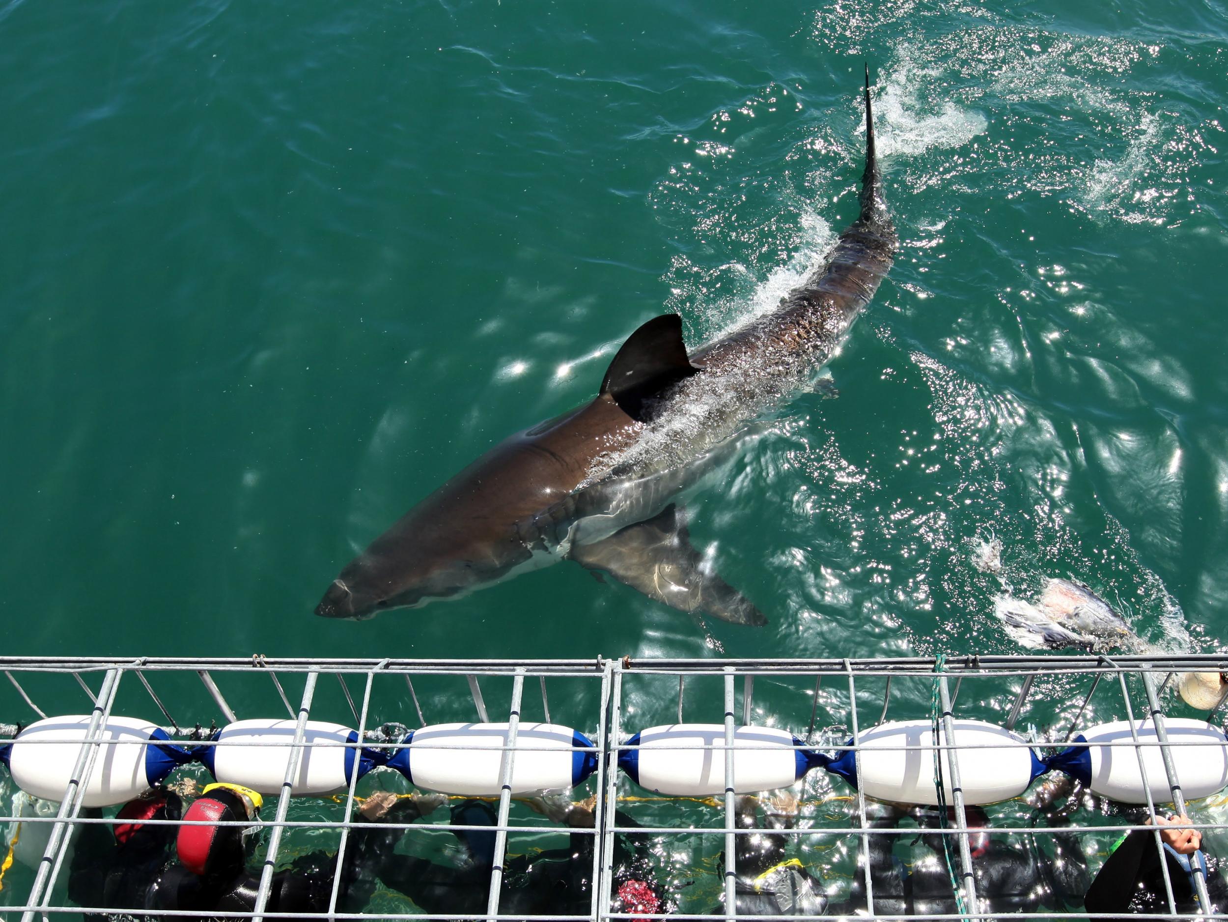Divers being lowered into the sea with a great white shark in South Africa