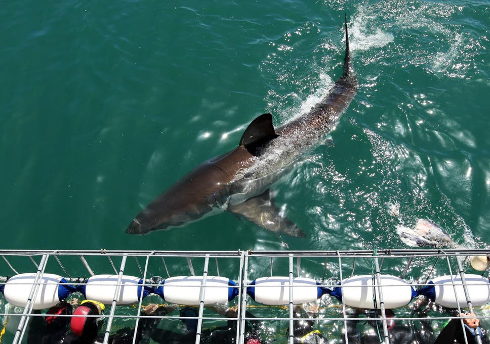 Divers being lowered into the sea with a great white shark in South Africa