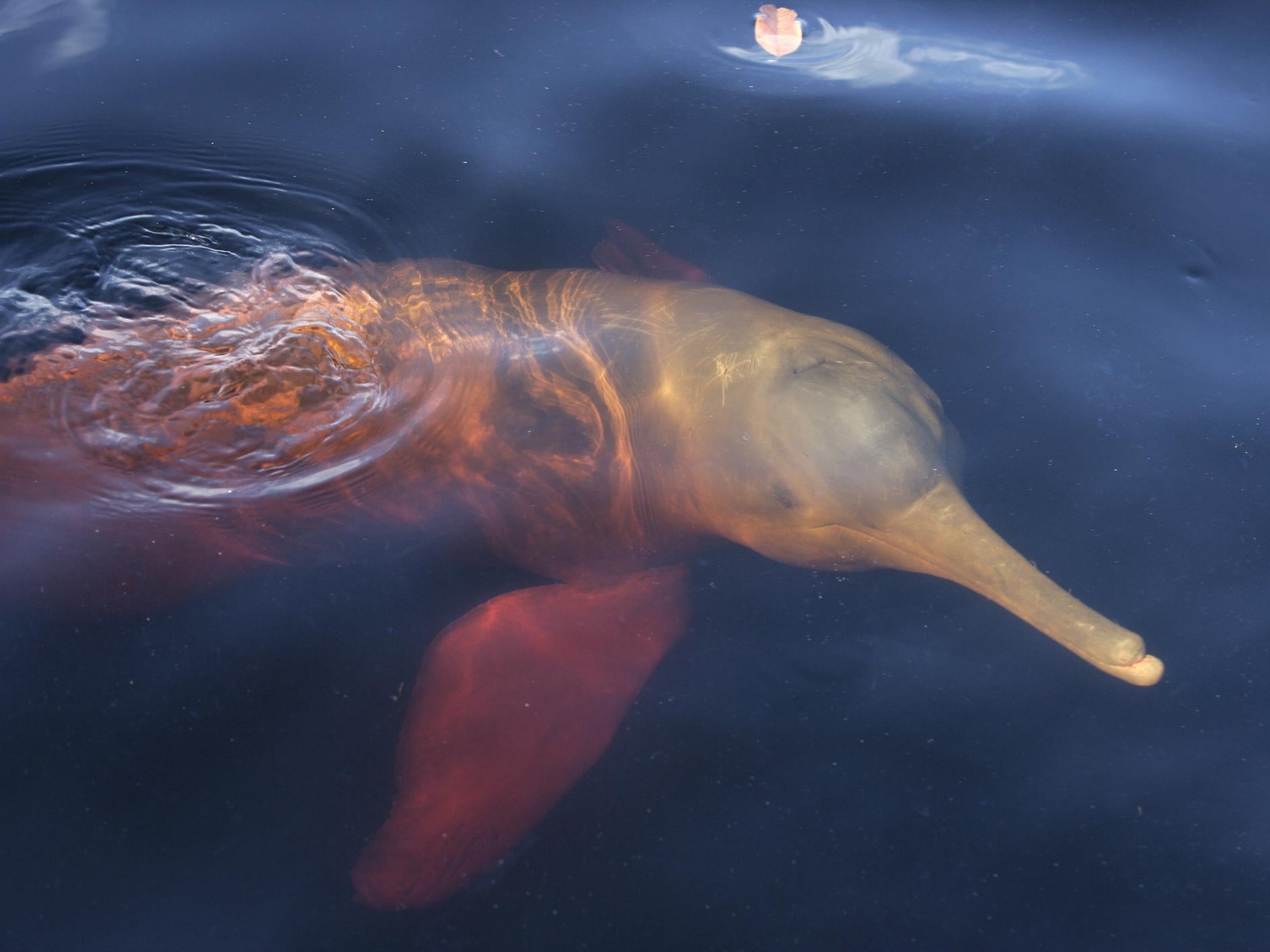 Amazon river dolphins, known as botos, are particularly targeted for slaughter