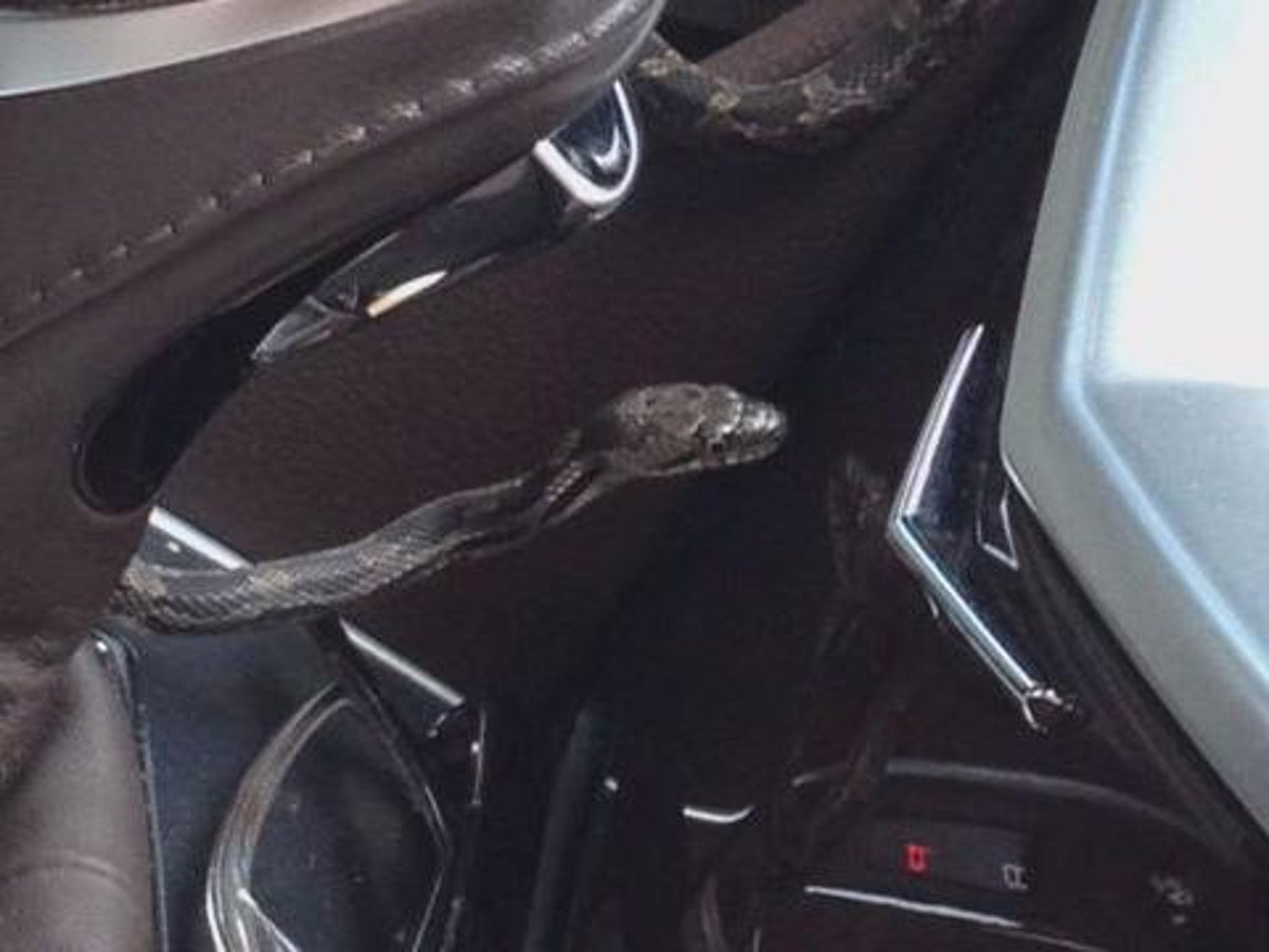 How To Get Snake Out Of Vent Snake Poin