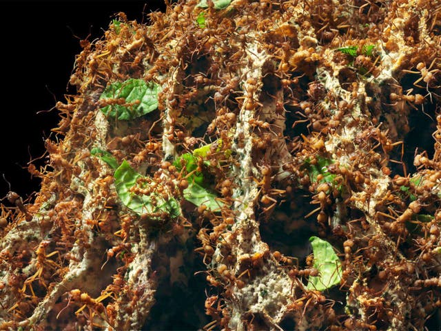 Leafcutter ant colonies are threatened by a fungus that modifies the insects' behaviour and ultimately drives them from their nests