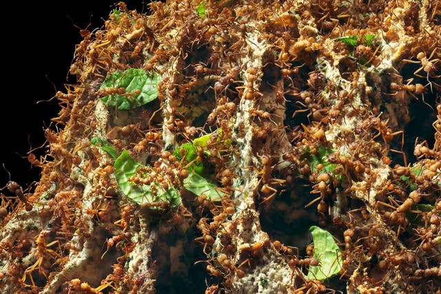 Leafcutter ant colonies are threatened by a fungus that modifies the insects' behaviour and ultimately drives them from their nests