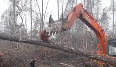 Orangutan tries to fight off digger destroying its home