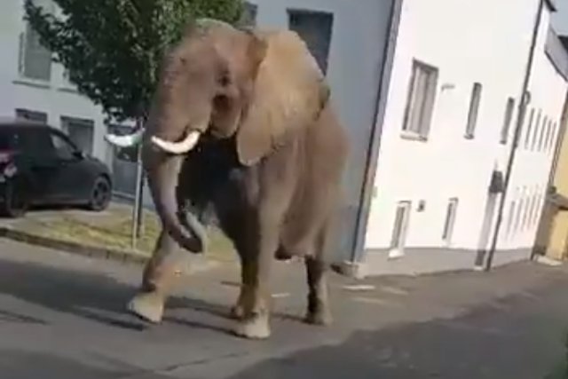 The elephant was seen strolling around the town but didn't harm anyone or damage any property