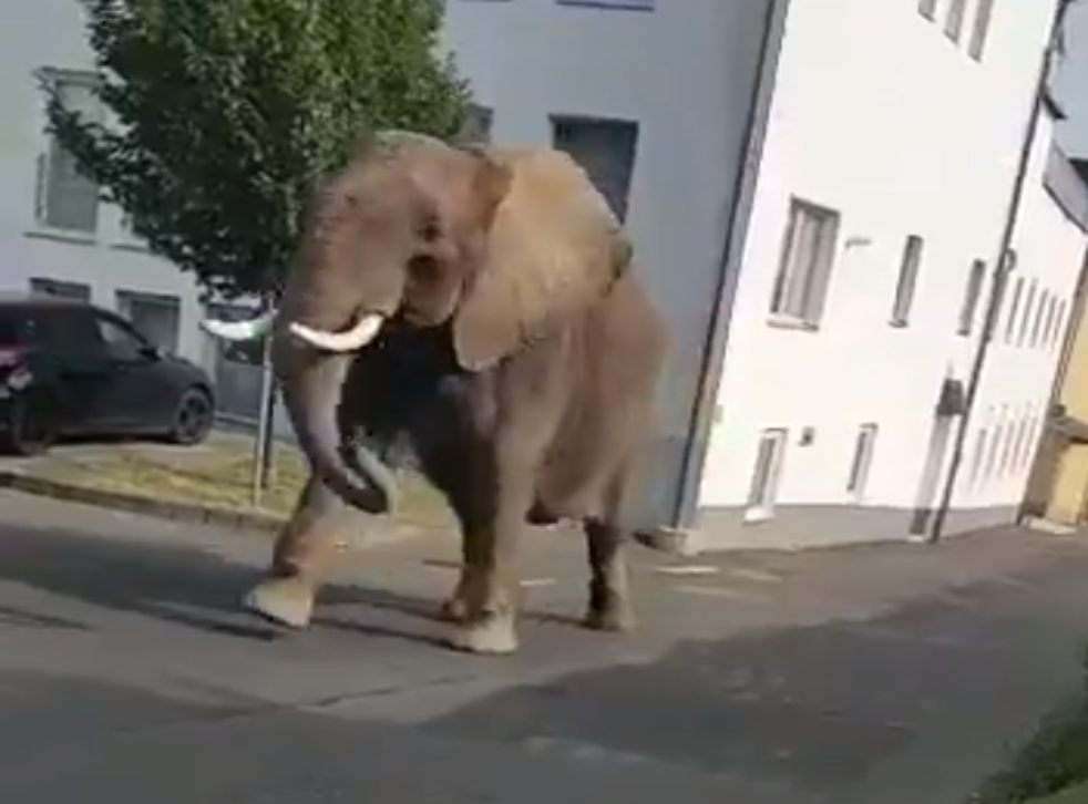 The elephant was seen strolling around the town but didn't harm anyone or damage any property