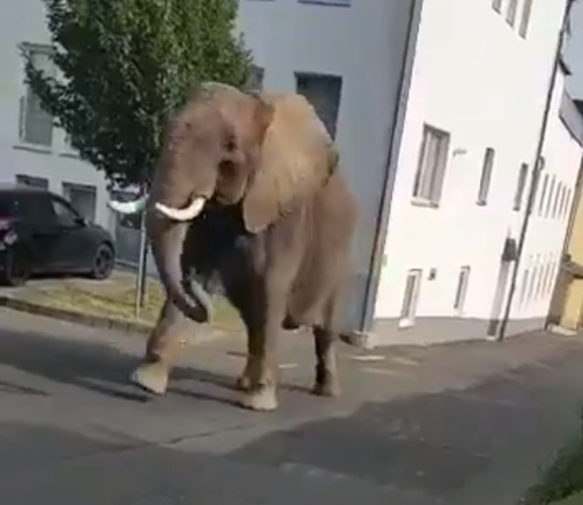 Elephant escapes circus and wanders around German town | The Independent |  The Independent