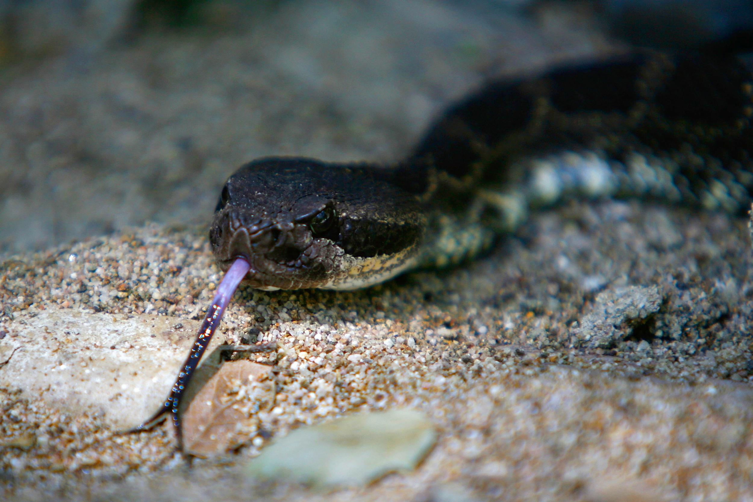 A venomous southern Pacific rattlesnake tastes the air in Santa Ynez Canyon in Topanga State Park