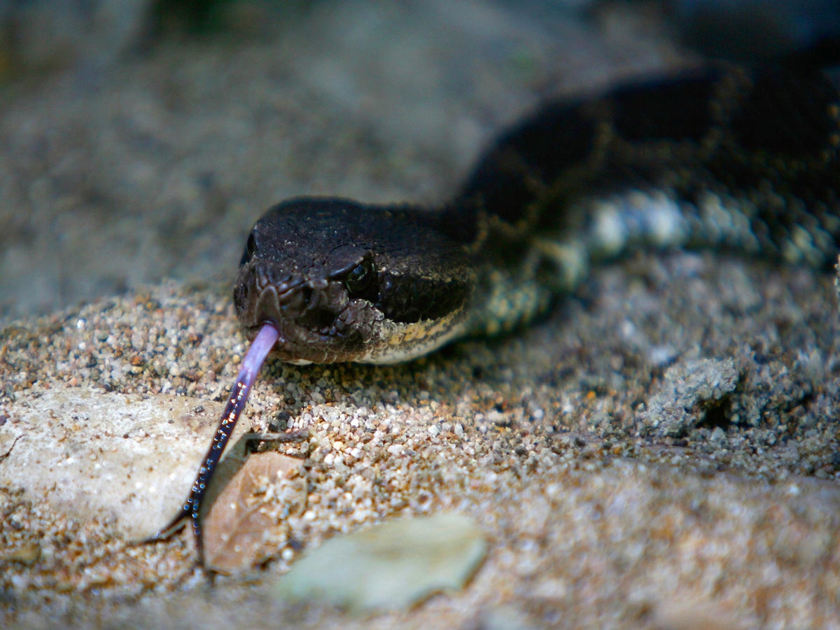 24/7 Fastest Snake Catcher, Melbourne