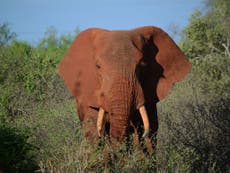 Elephant poachers shot dead by rangers at wildlife reserve in Kenya