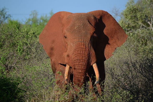 Almost 70 elephants were killed by poachers in Kenya last year