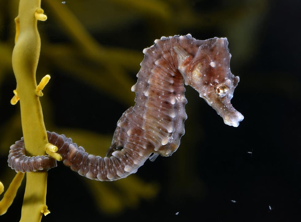 A short-snouted seahorse, among the species set to benefit from the scheme